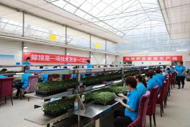 喜報(bào)！山東六家單位榮膺“全國巾幗現(xiàn)代農(nóng)業(yè)科技示范基地”，引領(lǐng)技術(shù)推廣服務(wù)新風(fēng)尚